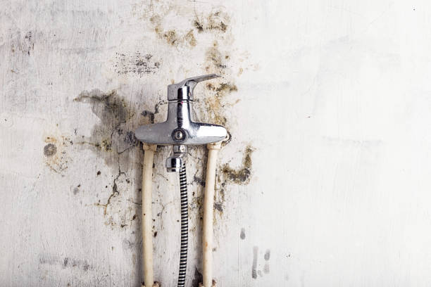 Best Toxic Mold Removal  in Comer, GA
