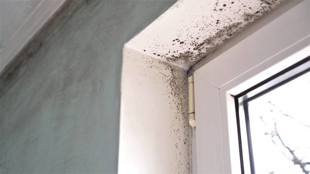 Best Attic Mold Removal  in Comer, GA