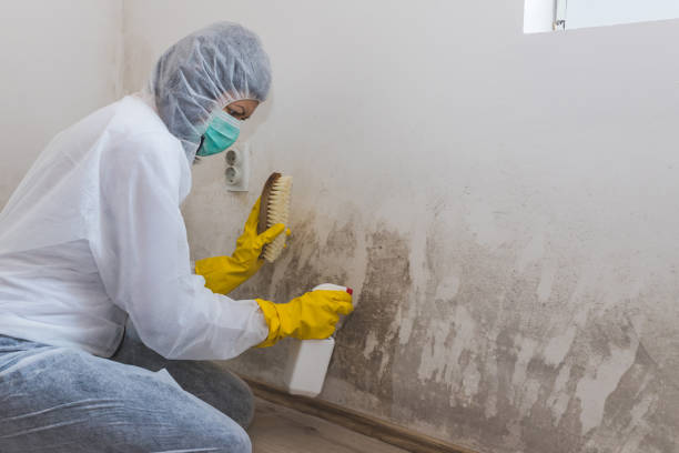 Best Residential Mold Removal  in Comer, GA