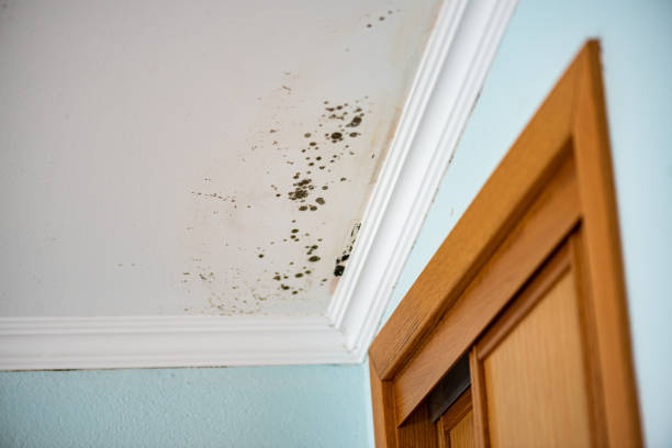 Best Mold Testing  in Comer, GA