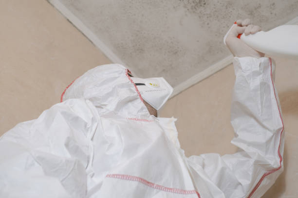 Best Attic Mold Removal  in Comer, GA