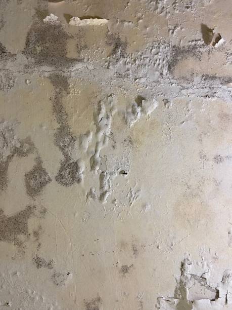 Best Mold Damage Repair  in Comer, GA