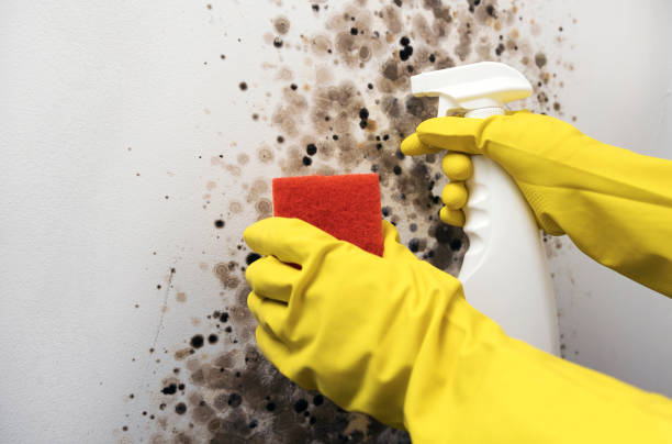 Best Emergency Mold Removal  in Comer, GA