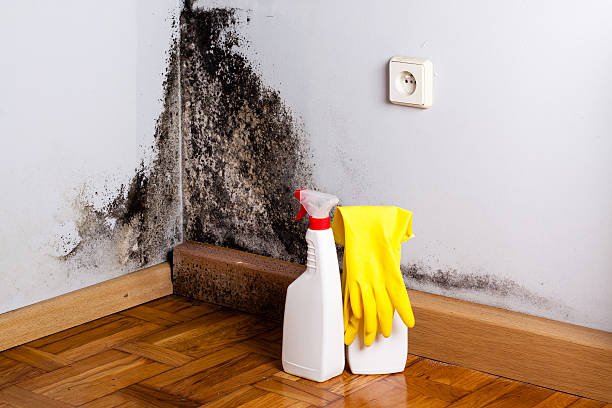 Mold Removal Process in Comer, GA