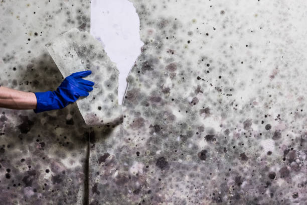 Best Mold Remediation Experts  in Comer, GA