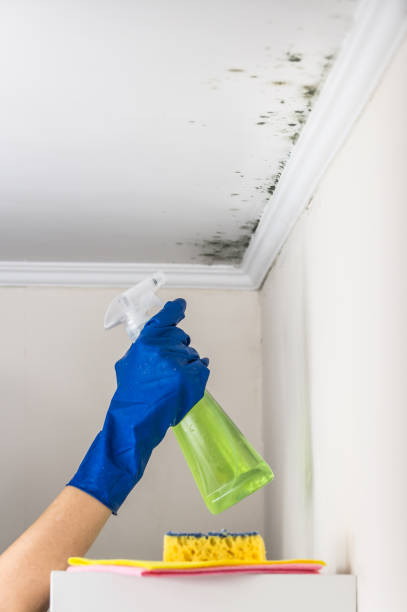 Best Professional Mold Removal  in Comer, GA