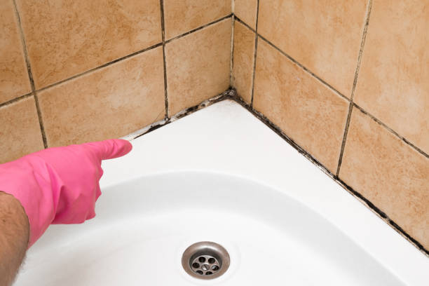 Attic Mold Removal in Comer, GA